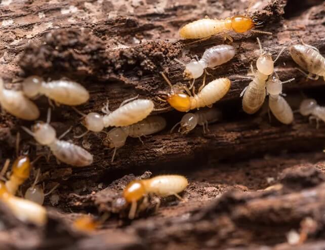 Termite Treatment Services in Altona